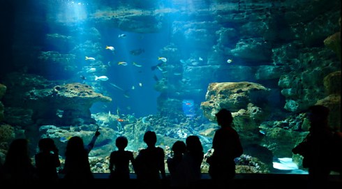 Aquarium-de-trocadero