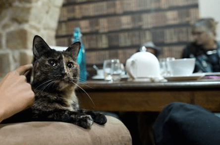 Skærmbillede 2015-09-16 kl. 17.46.23